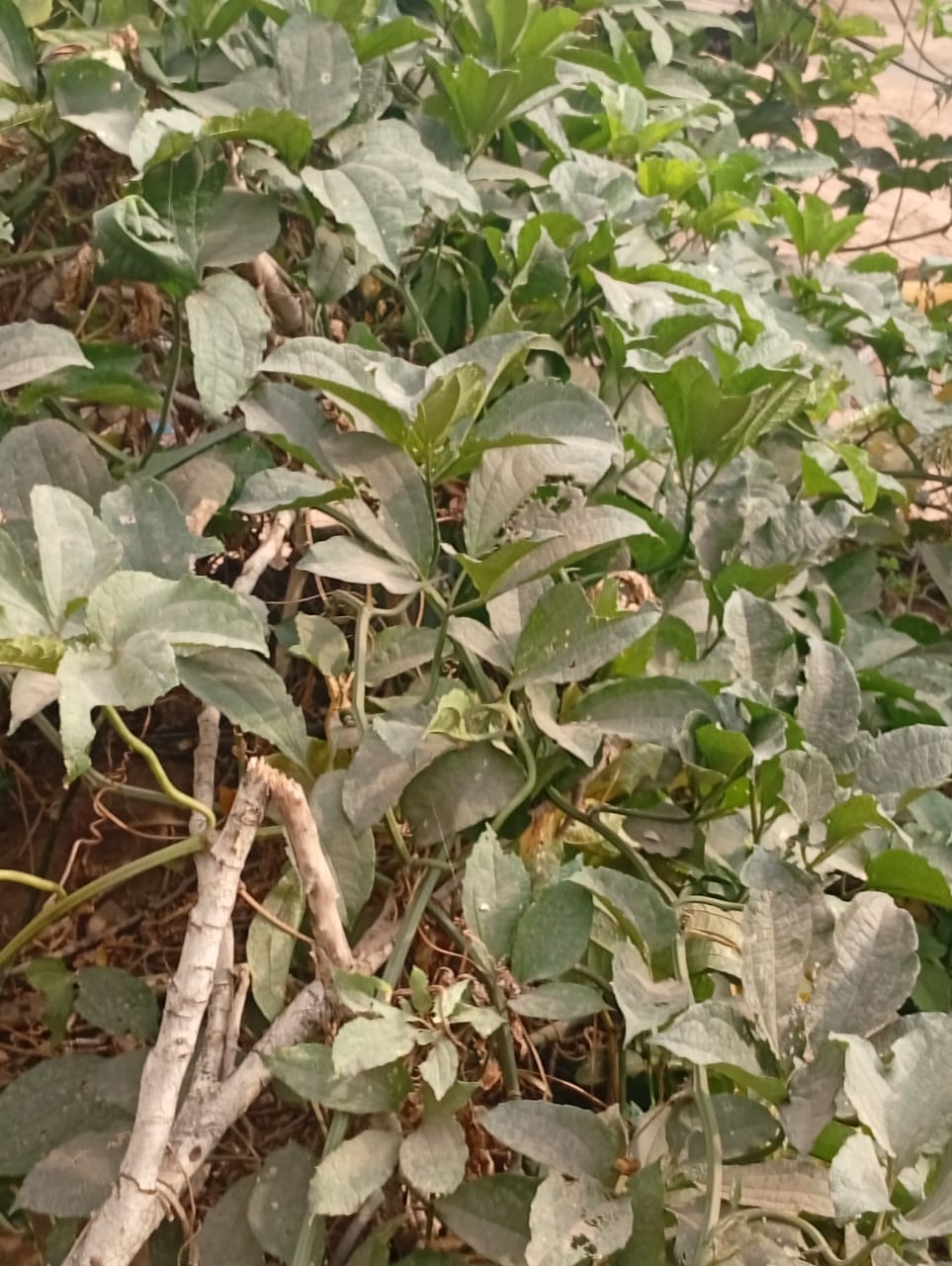 Flated pumkin
